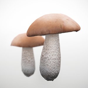 obj leccinum boletus mushroom