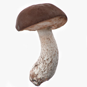 3d leccinum boletus edulis mushroom