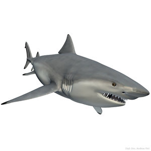 realistic male bull shark 3d model