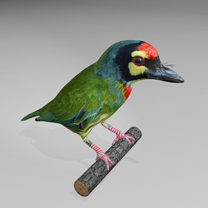 max coppersmith barbet