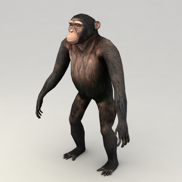 Chimpanzee Rigged Biped 3d Model