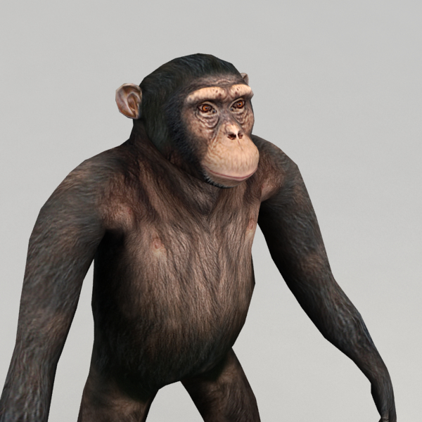 Chimpanzee Rigged Biped 3d Model