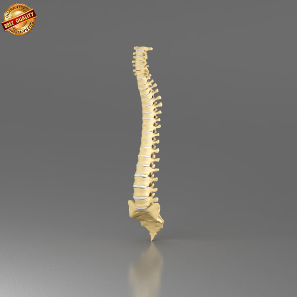 Spine 3D Models for Download TurboSquid