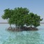 mangrove bushes 3d model