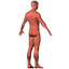 3d model of anatomy human male character