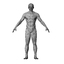 3d model of anatomy human male character