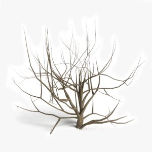 3d model dead bush