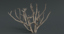 3d dead plant tree model