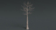3d dead plant tree model