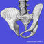 anatomy study torso 3d ma