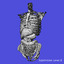 anatomy study torso 3d ma