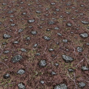 Soil with Rocks and Branches