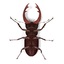 3d model lucanus cervus beetle