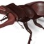3d beetle model