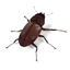 3d lucanus cervus beetle