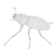 3d lucanus cervus beetle
