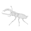 3d model lucanus cervus beetle