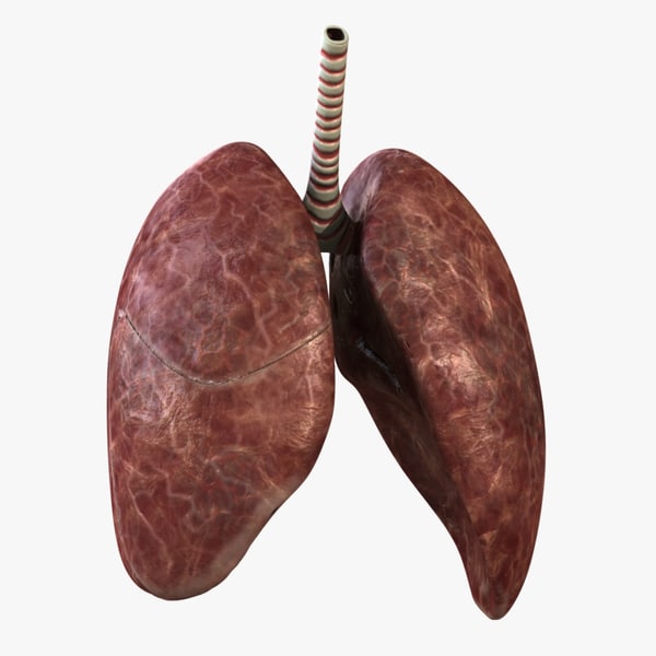 Lungs 3D Models for Download | TurboSquid