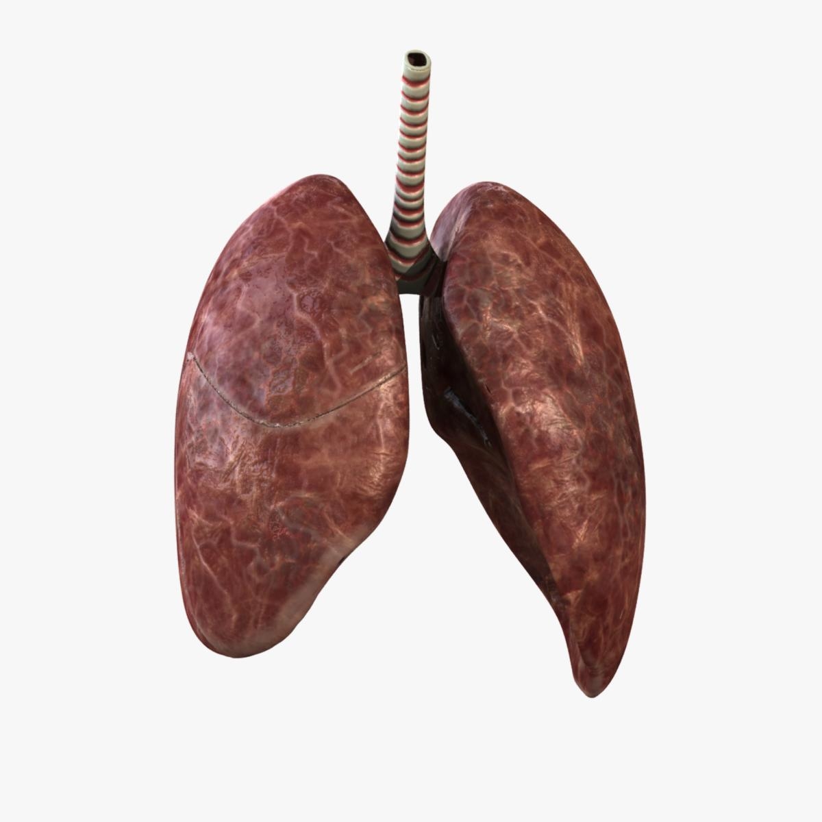 obj rigged lungs