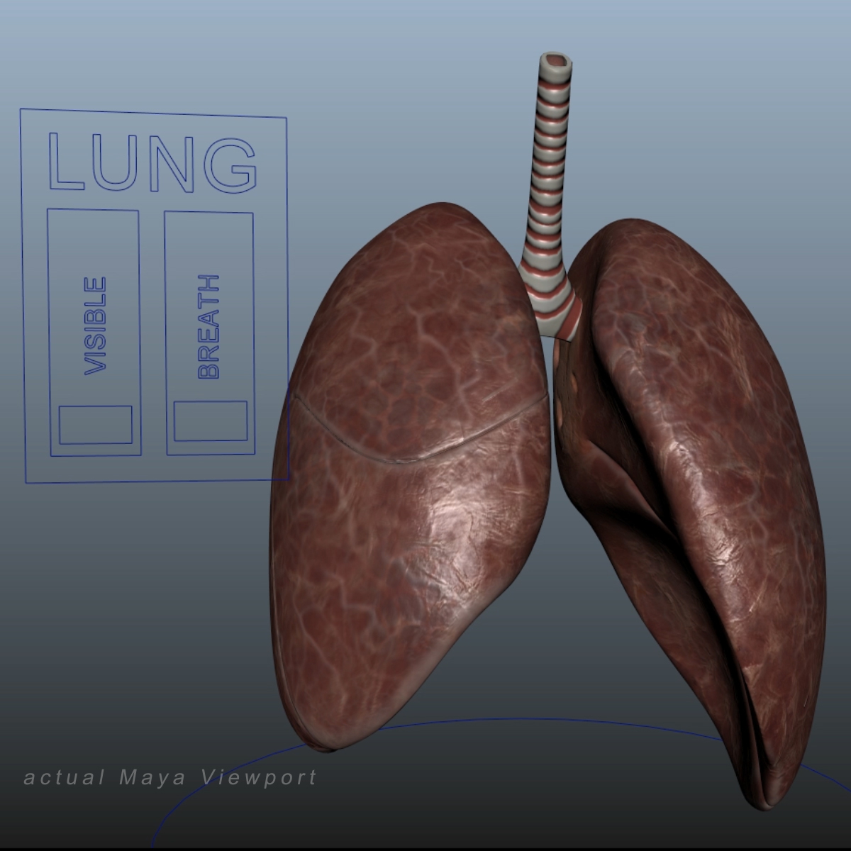 obj rigged lungs