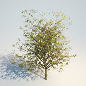 ash-tree tree max