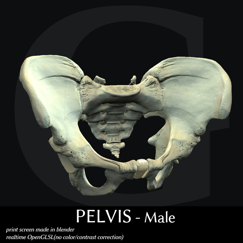 Pelvis - Male 3d Model