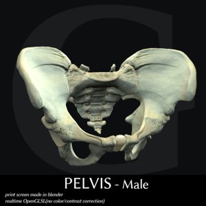 pelvis - male 3d model