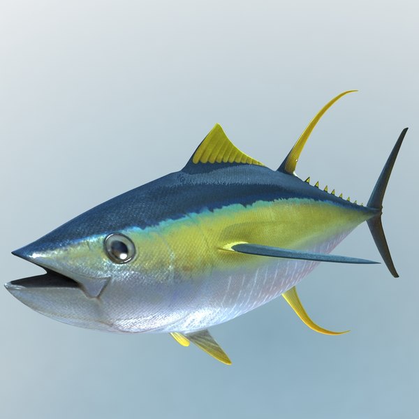 tuna fish