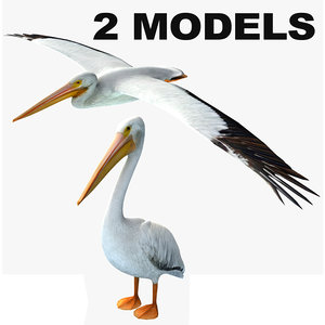 3d model of pelican
