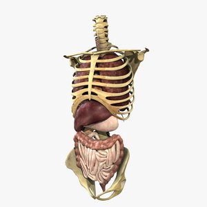 anatomy rigged torso ma