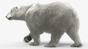polar bear ma