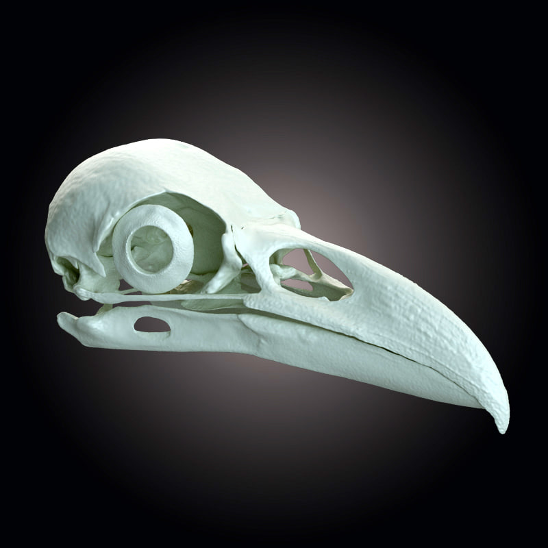 raven skull scan 3d model