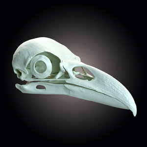 raven skull scan 3d model