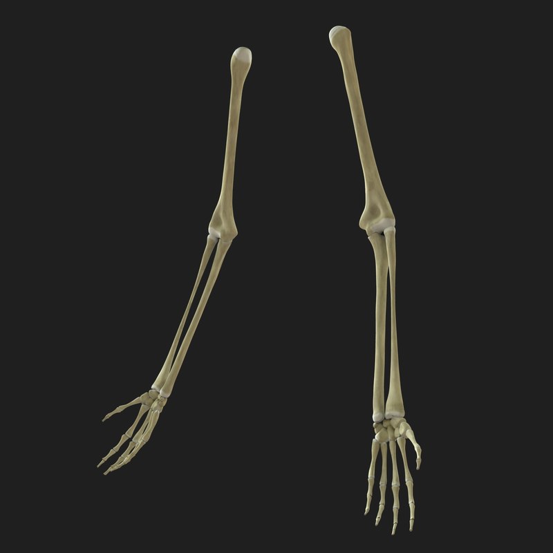 skeleton arms bones 3d model