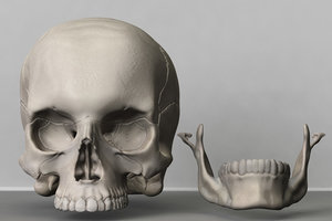 3d model skull zbrush