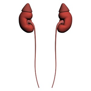 3ds max human urinary kidney