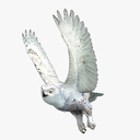 owl 3D Models | TurboSquid.com