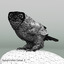 snowy owl 3d model