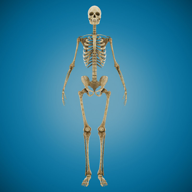 3ds human skeleton