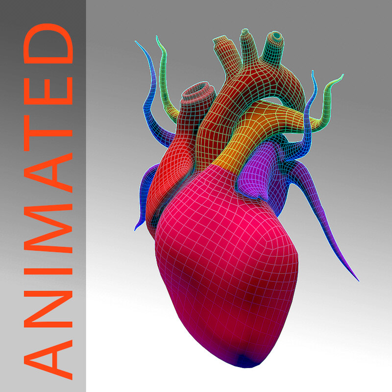 3d Heart Cardiac Cycle