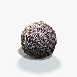 Pine Needles Texture