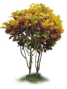 Codiaeum variegatum
