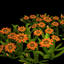 flower gazania garden 3d model
