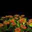 flower gazania garden 3d model