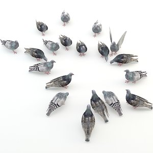 3d model pigeon modelled