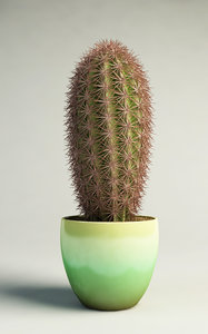 flowering cactus 3d model