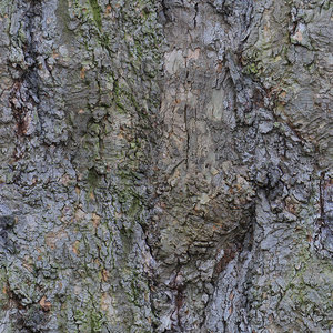 treetrunkbig