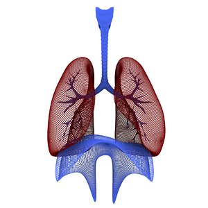 3d human respiratory model