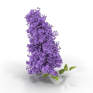lilac branch max