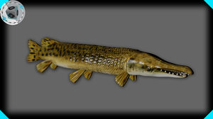 3d alligator gar model